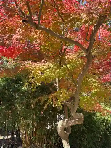 高徳院(神奈川県)
