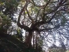 愛宕神社の自然