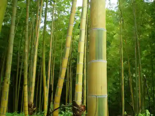 高良大社の自然