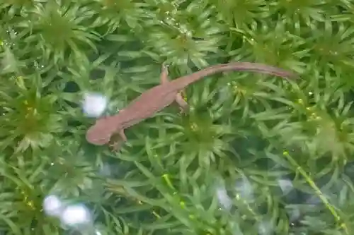 如意輪寺の動物