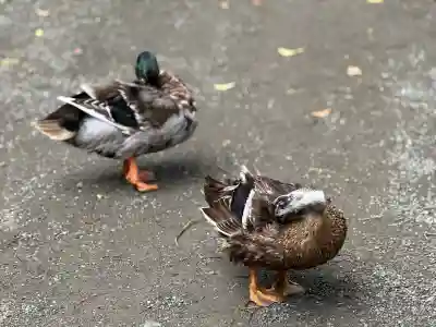 平塚八幡宮(神奈川県)