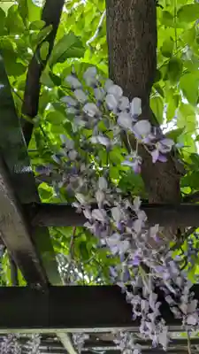手稲神社(北海道)