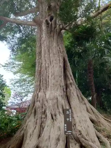 舊城寺(旧城寺)の自然
