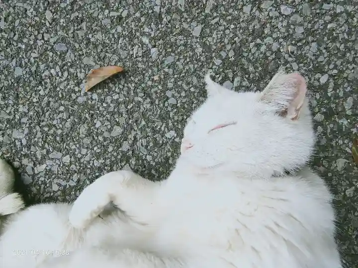 唐澤山神社の動物
