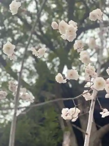 手稲神社の自然