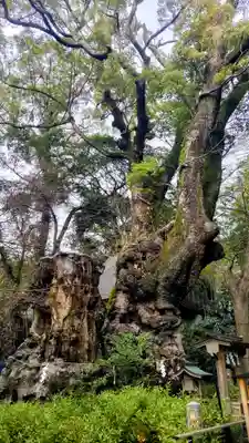 來宮神社(静岡県)