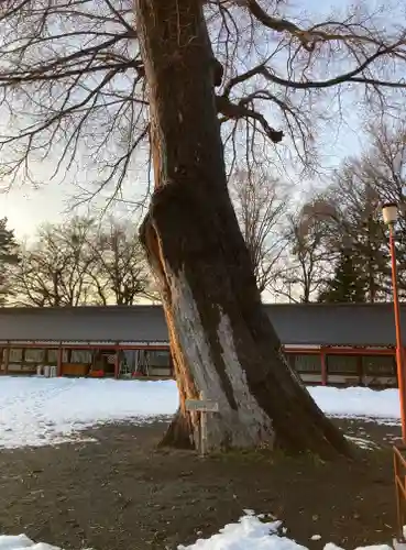 北海道護國神社(北海道)