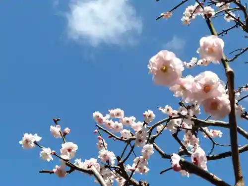 太宰府天満宮(福岡県)