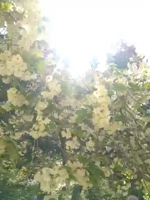 上一宮大粟神社の自然