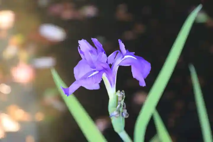 鹿島大神宮の自然