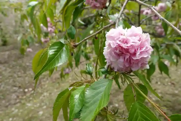 半木神社(賀茂別雷神社境外末社)(京都府)