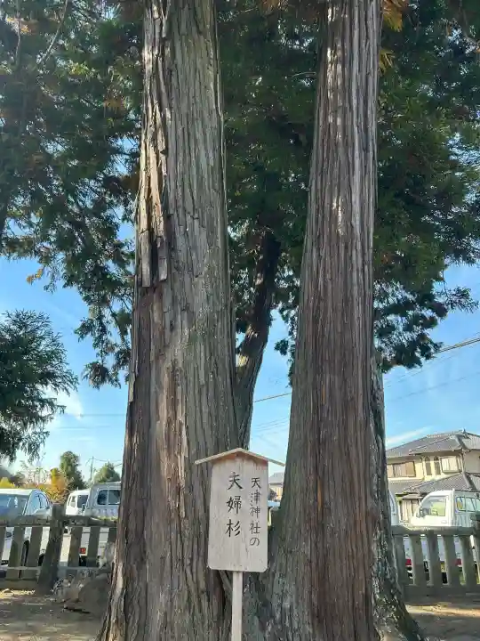 天津神社(兵庫県)