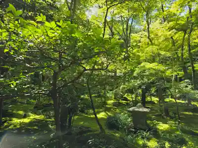 祇王寺(京都府)