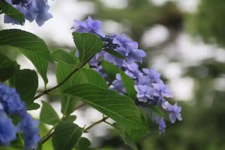 高屋敷稲荷神社の庭園