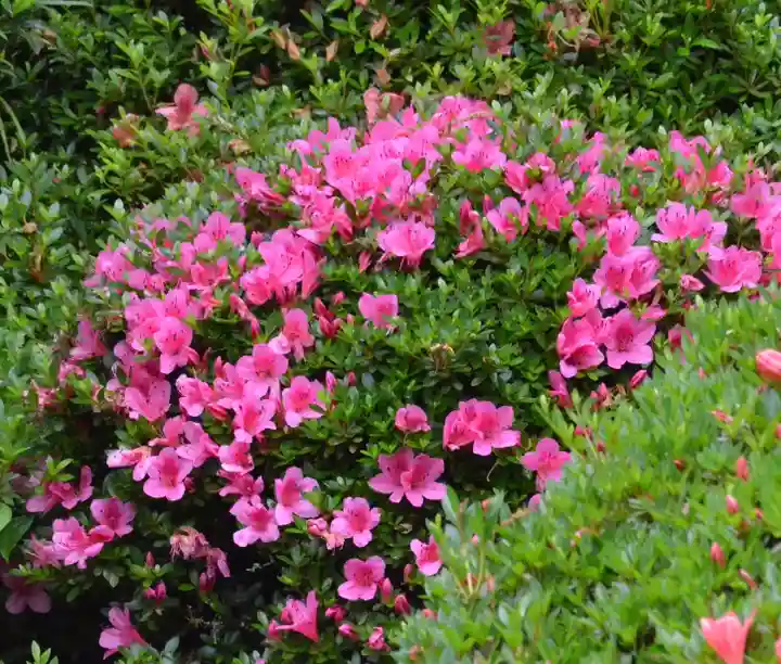 龍潭寺(静岡県)