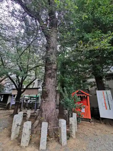 池尻稲荷神社の自然