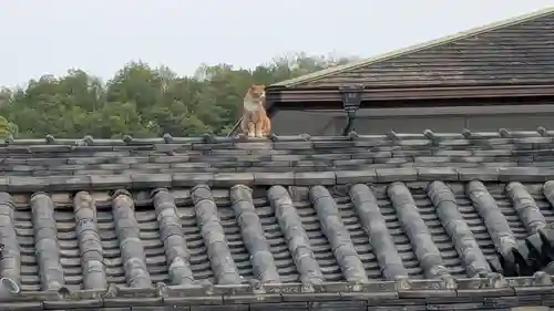 西宮大神宮・住吉大神宮・金刀比羅宮の動物