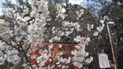 平野神社の自然