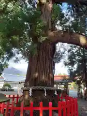 志和古稲荷神社の自然