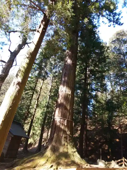 河口浅間神社の自然