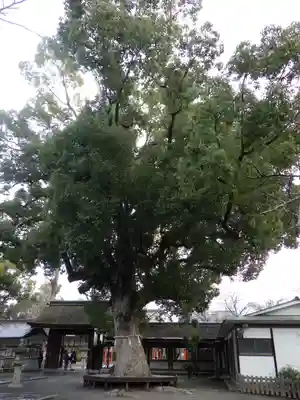平野神社の自然