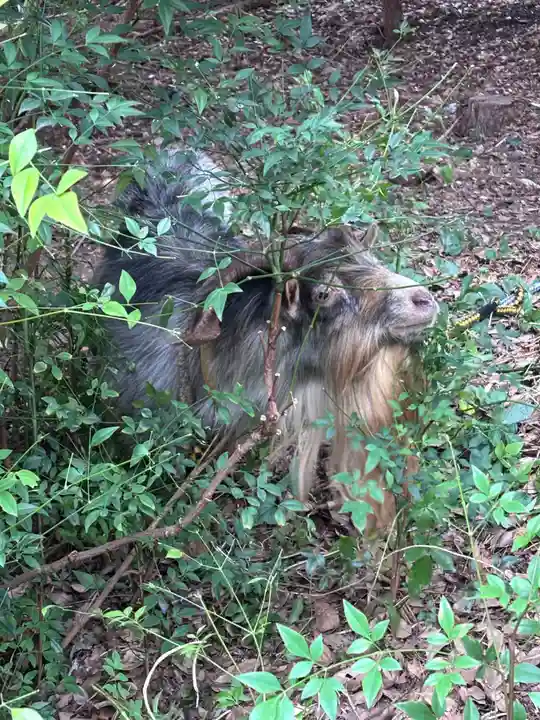 柏諏訪神社(千葉県)