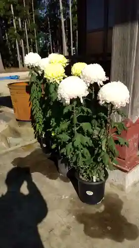 鹿嶋三嶋神社の自然