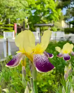 伊達神社の自然(2021年05月30日(日) 18時31分18秒投稿)