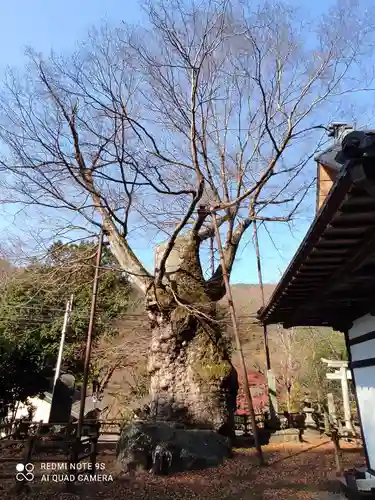 根古屋神社の自然