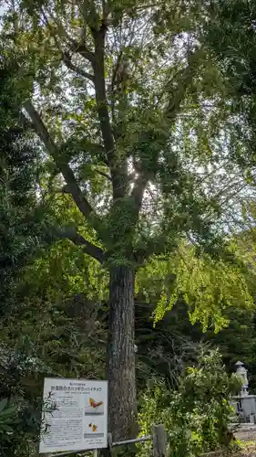 安房高野山妙音院の自然
