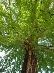 賀羅加波神社の自然