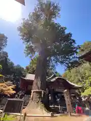 北口本宮冨士浅間神社(山梨県)