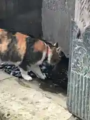 前玉神社の動物