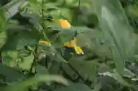 磐椅神社の自然