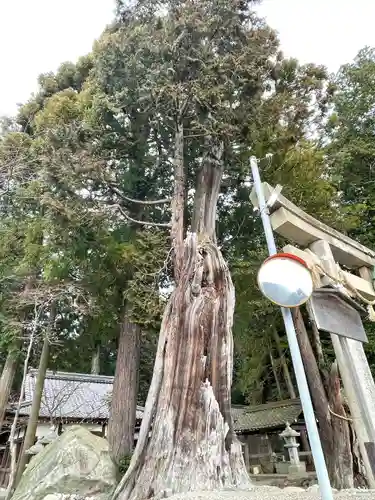 坂本神社(滋賀県)