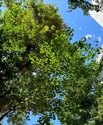 銀杏岡八幡神社(東京都)
