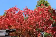 高司神社〜むすびの神の鎮まる社〜の自然