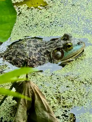 勧修寺(京都府)