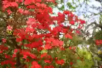 長屋神社の自然