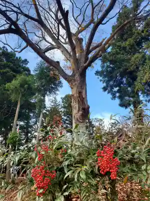 阿久津「田村神社」（郡山市阿久津町）旧社名：伊豆箱根三嶋三社(福島県)