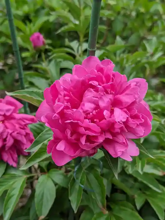 法金剛院の自然