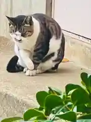 白山神社の動物