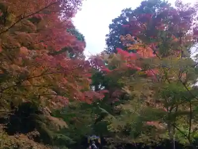 光明寺（粟生光明寺）(京都府)