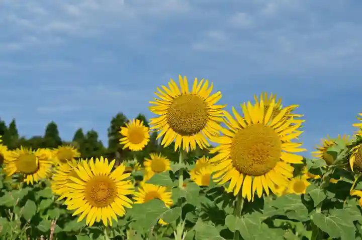 沢山神社(澤山神社)(新潟県)