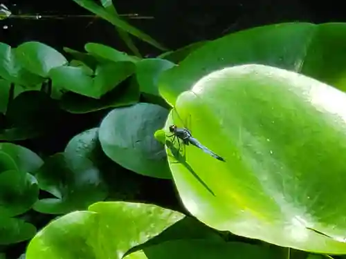 福祥寺（須磨寺）の動物