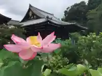 法金剛院の自然