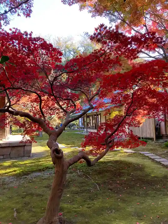 長壽寺(長寿寺)の自然
