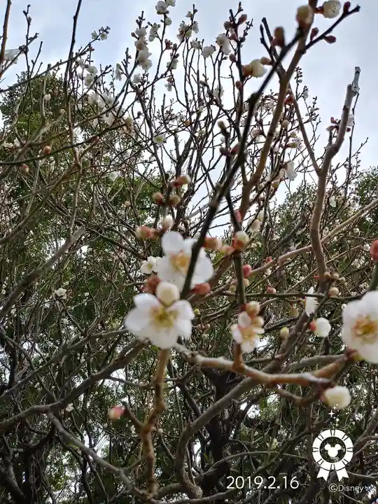 太宰府天満宮の自然