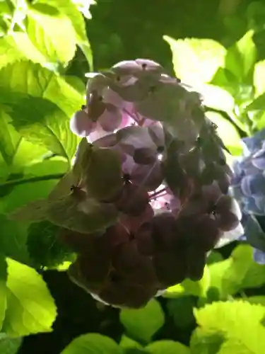 楽法寺（雨引観音）の自然