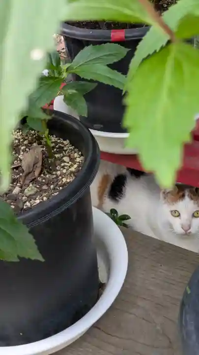 行願寺(革堂)(京都府)